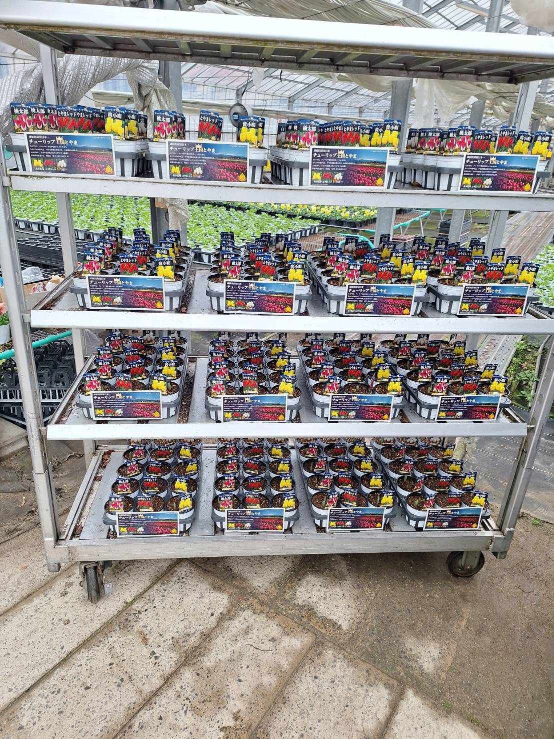 今年のチューリップ