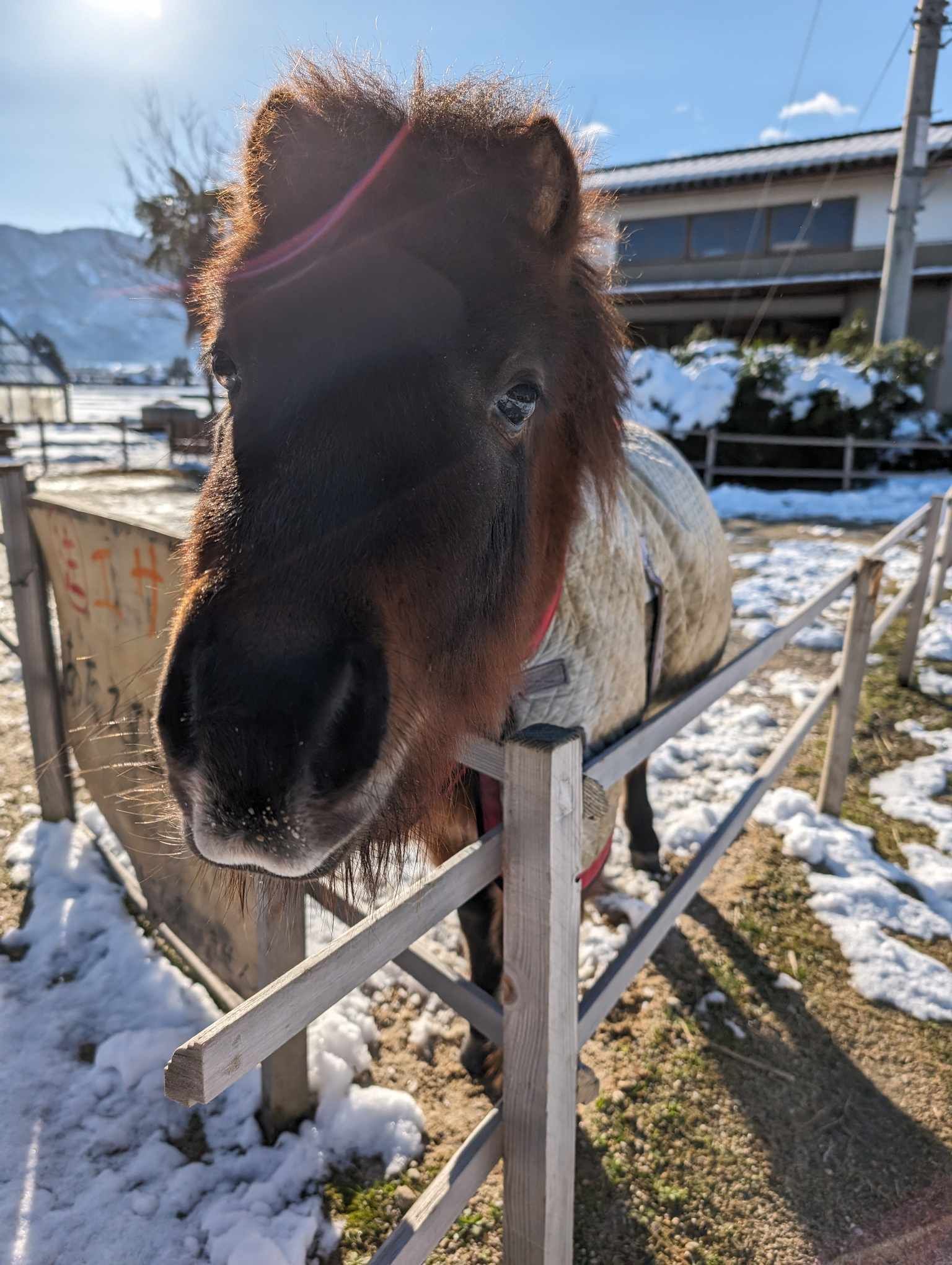 雪が降りました。。