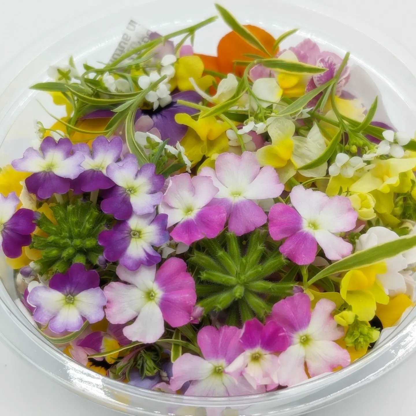 楽しい楽しいひなまつり