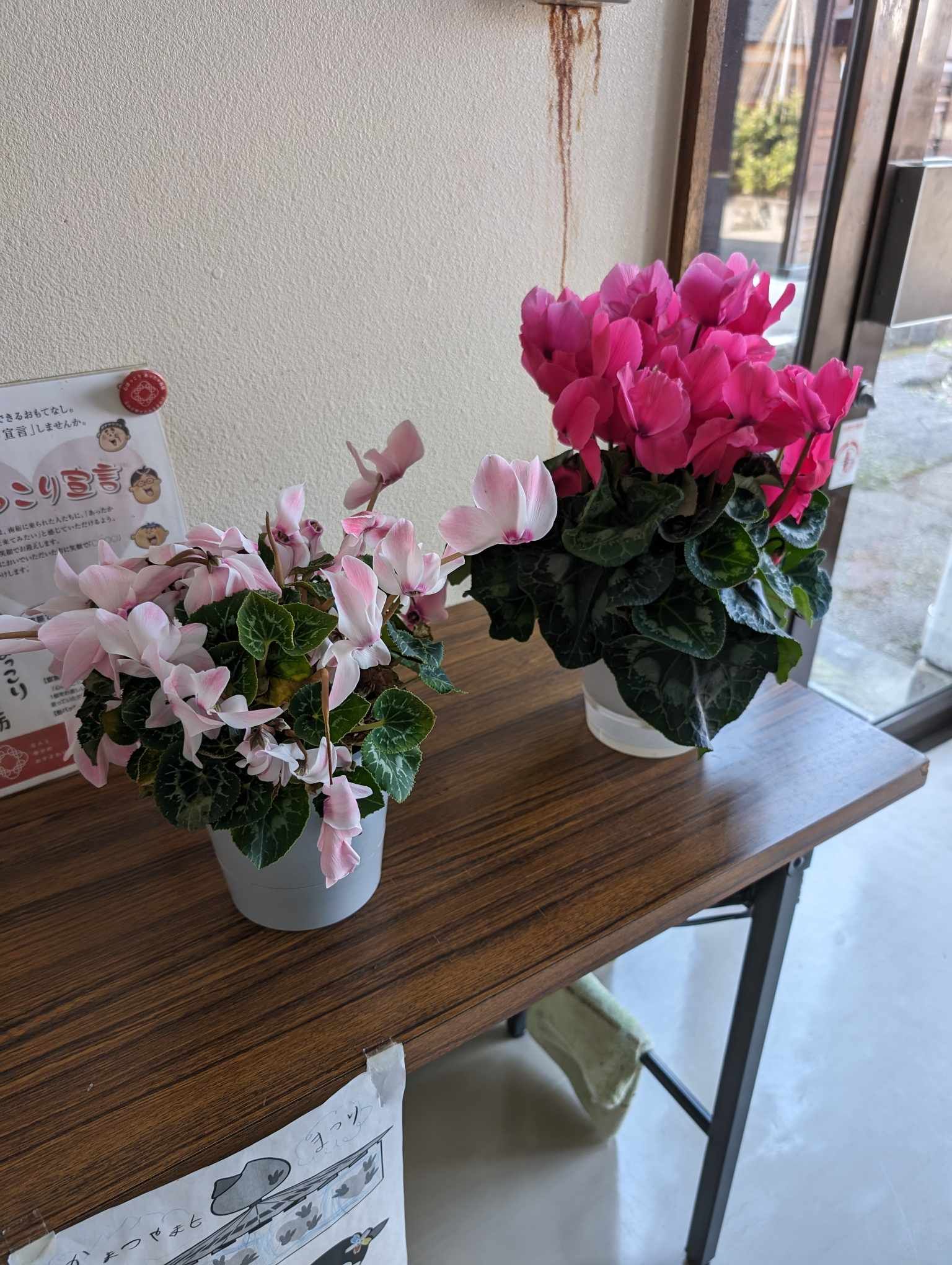 千華園シクラメンの強さ