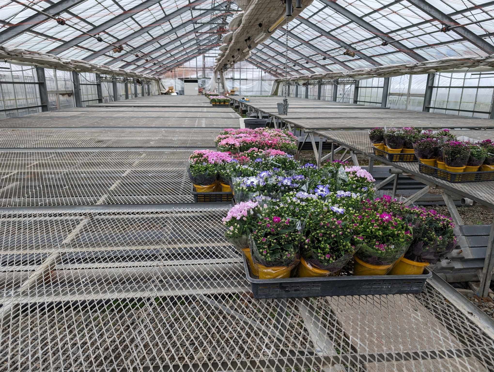 サイネリア一週間前と現在