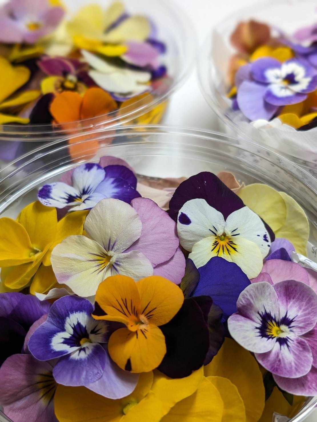 美しいエディブルパック