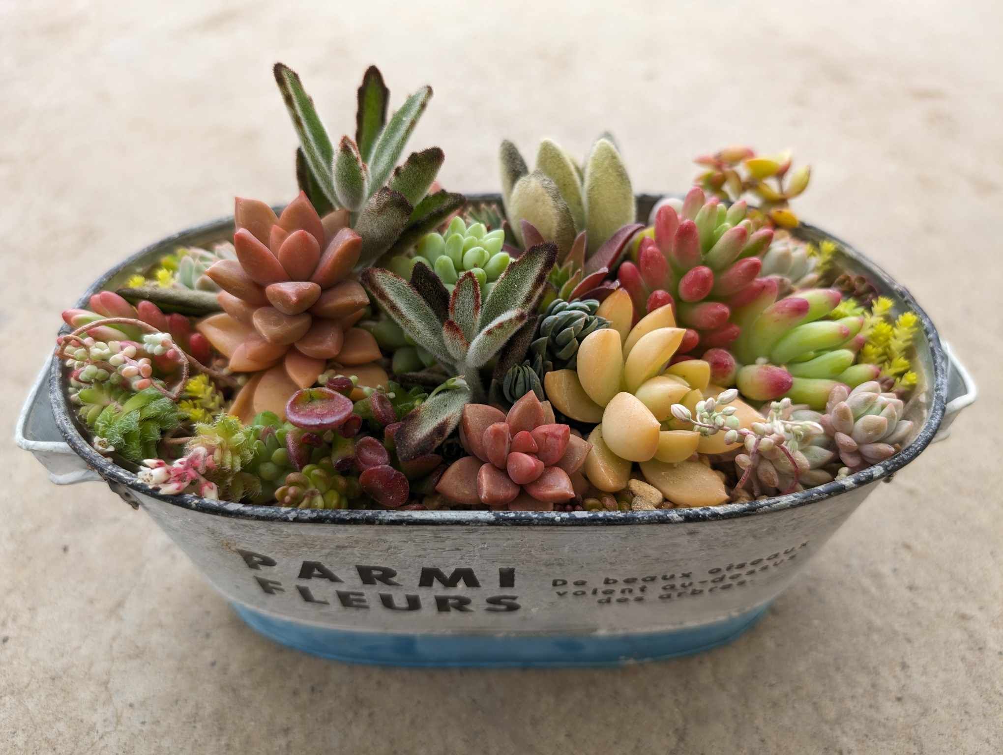 今年度初回JOY☆ガーデニング隊