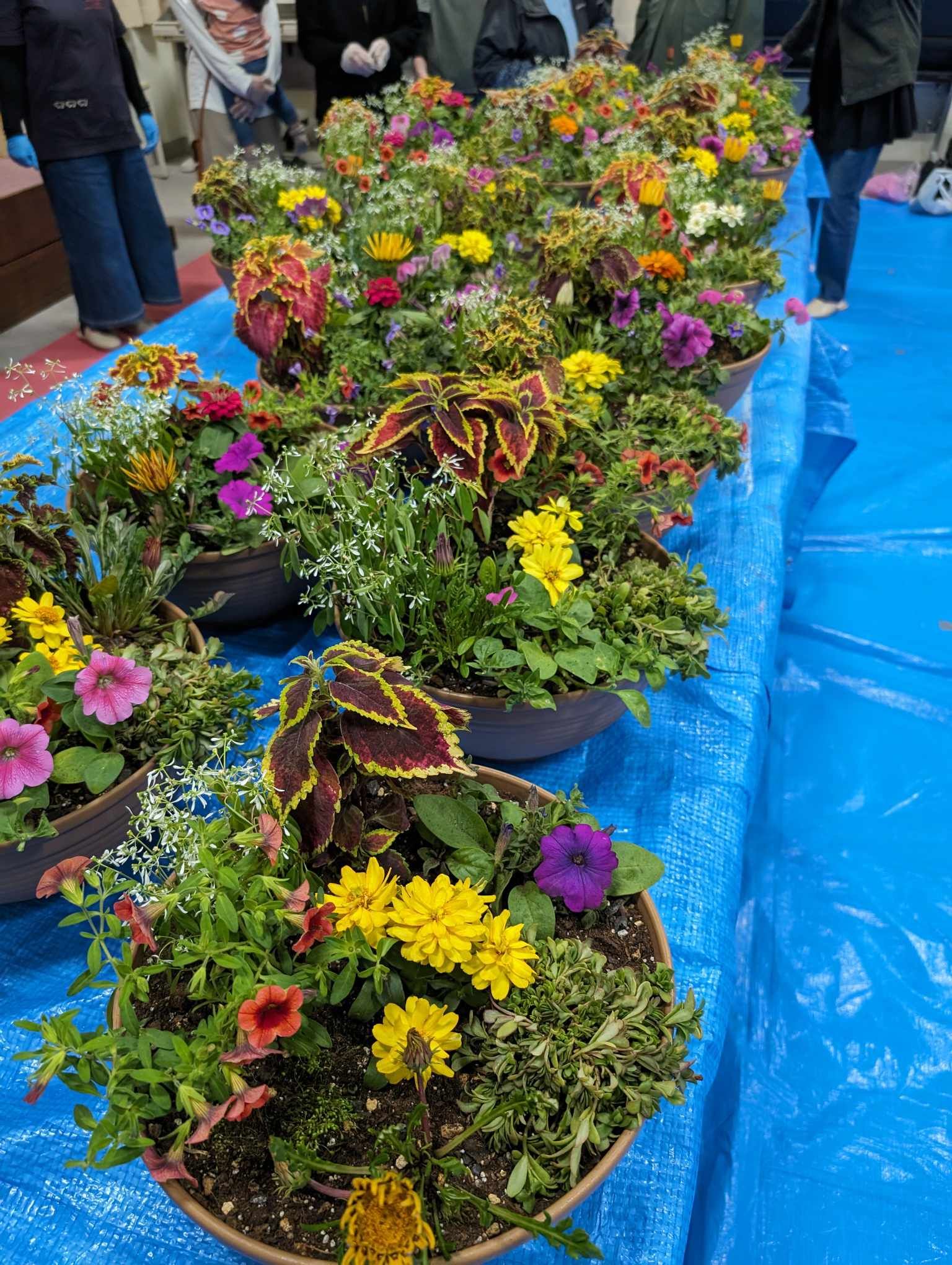 寄せ植え教室シーズンにも突入