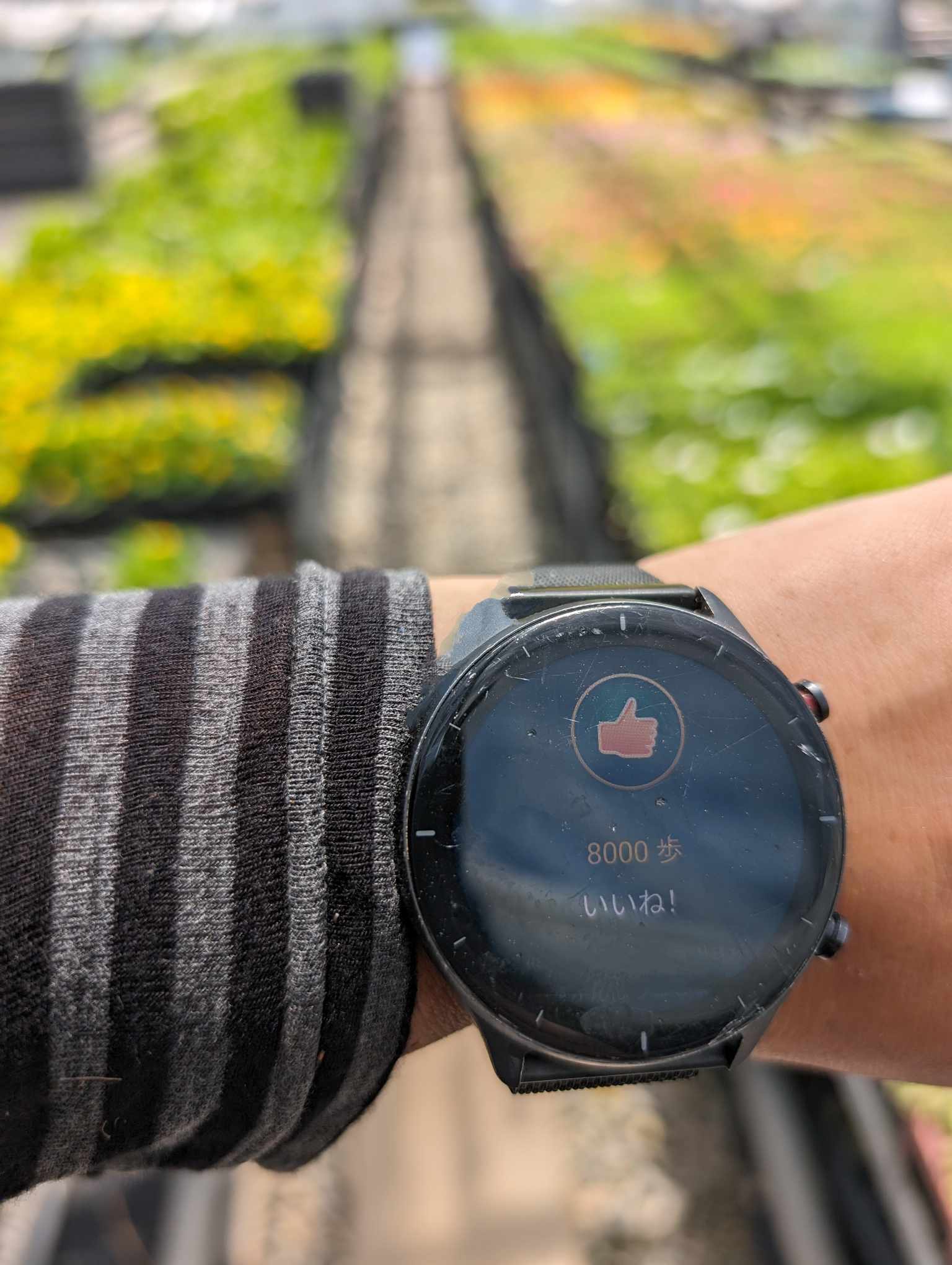 午前中で8000歩！！