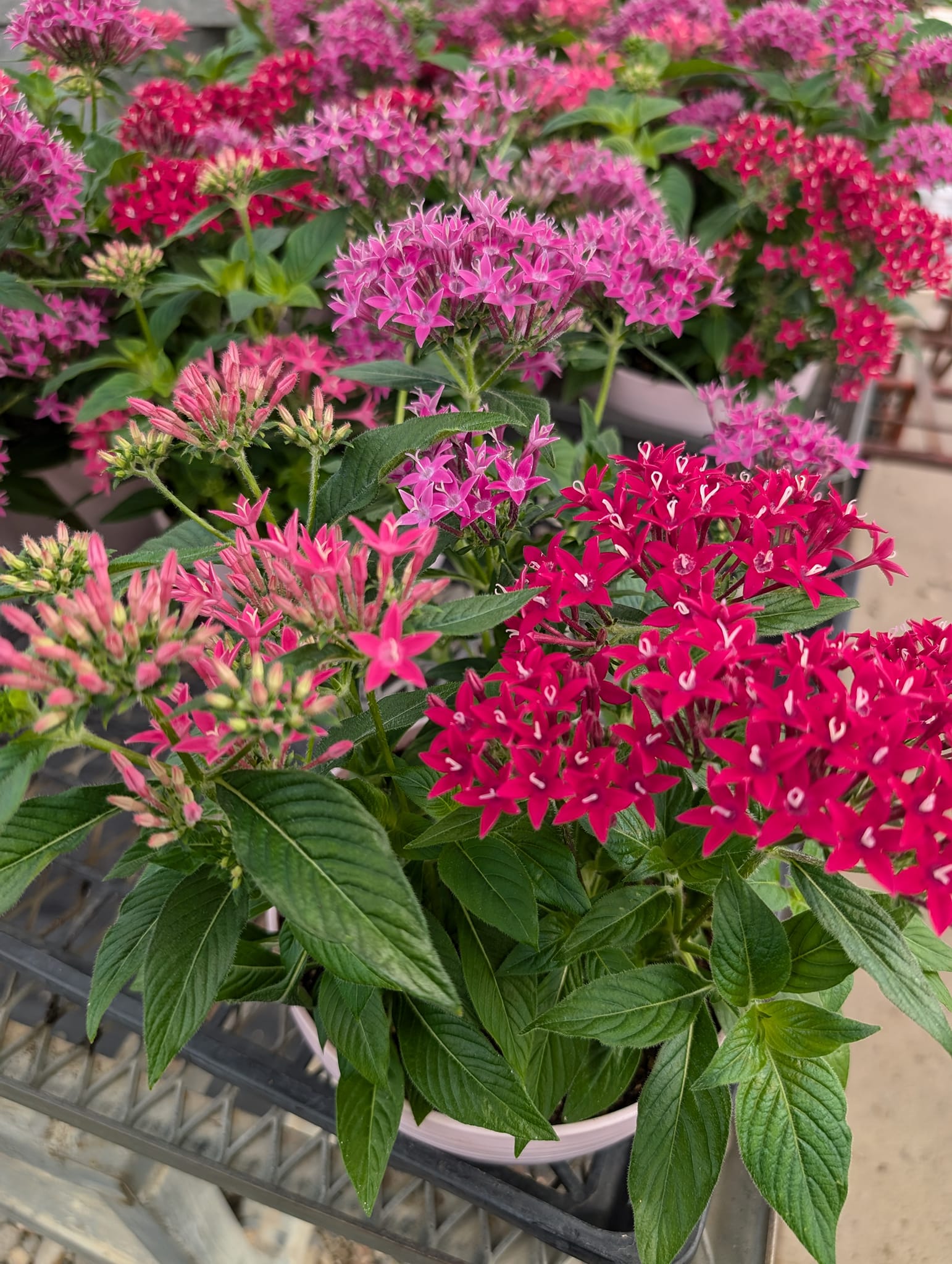 日頃の感謝の寄せ鉢