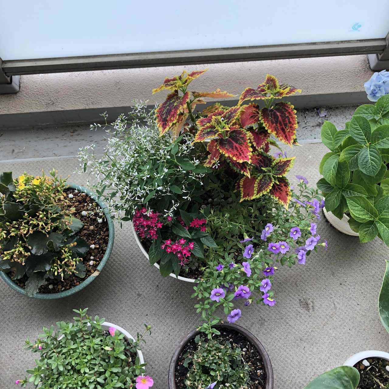 フラワーンダフルバスケットその後