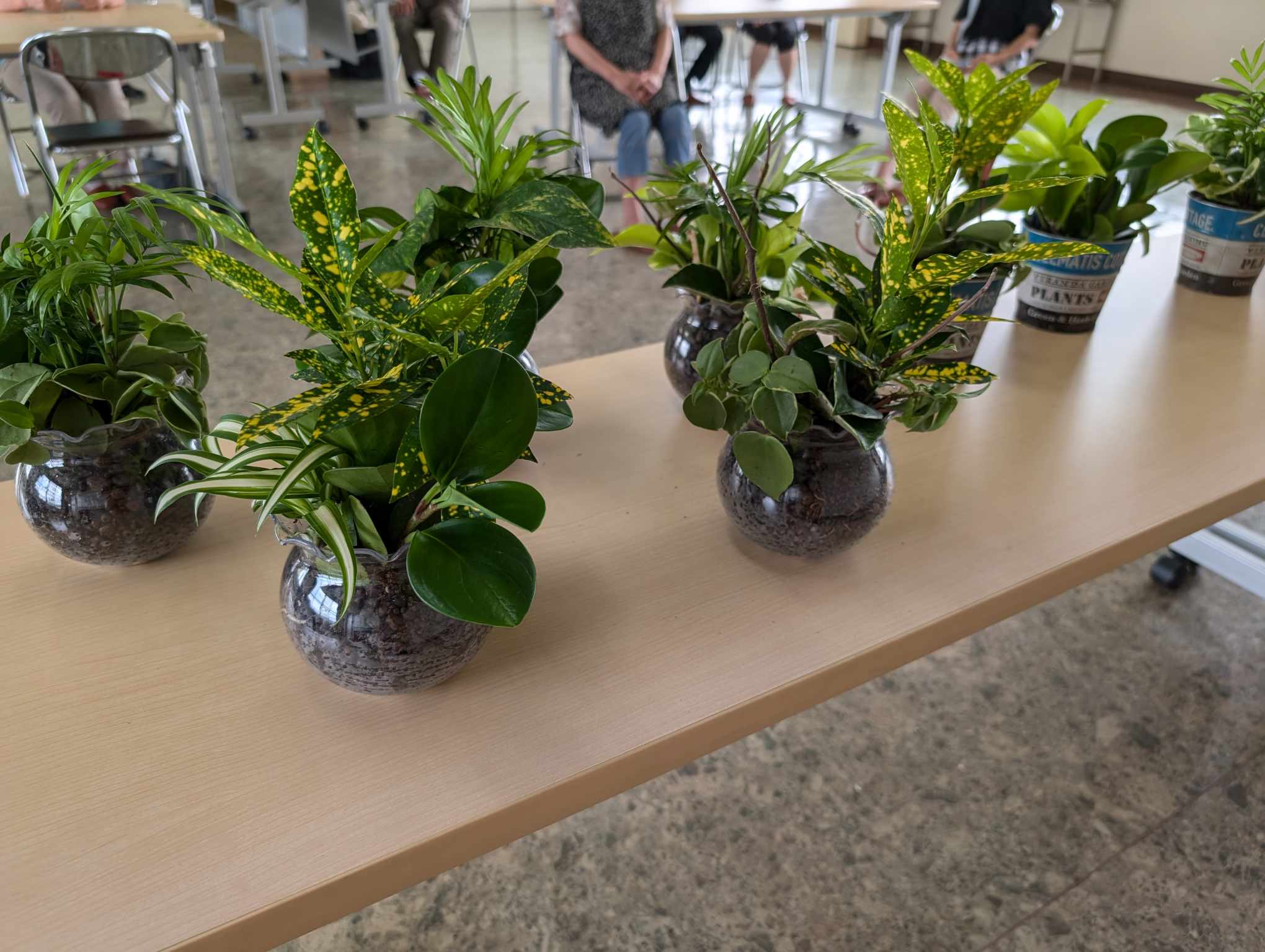 インテリアグリーン教室