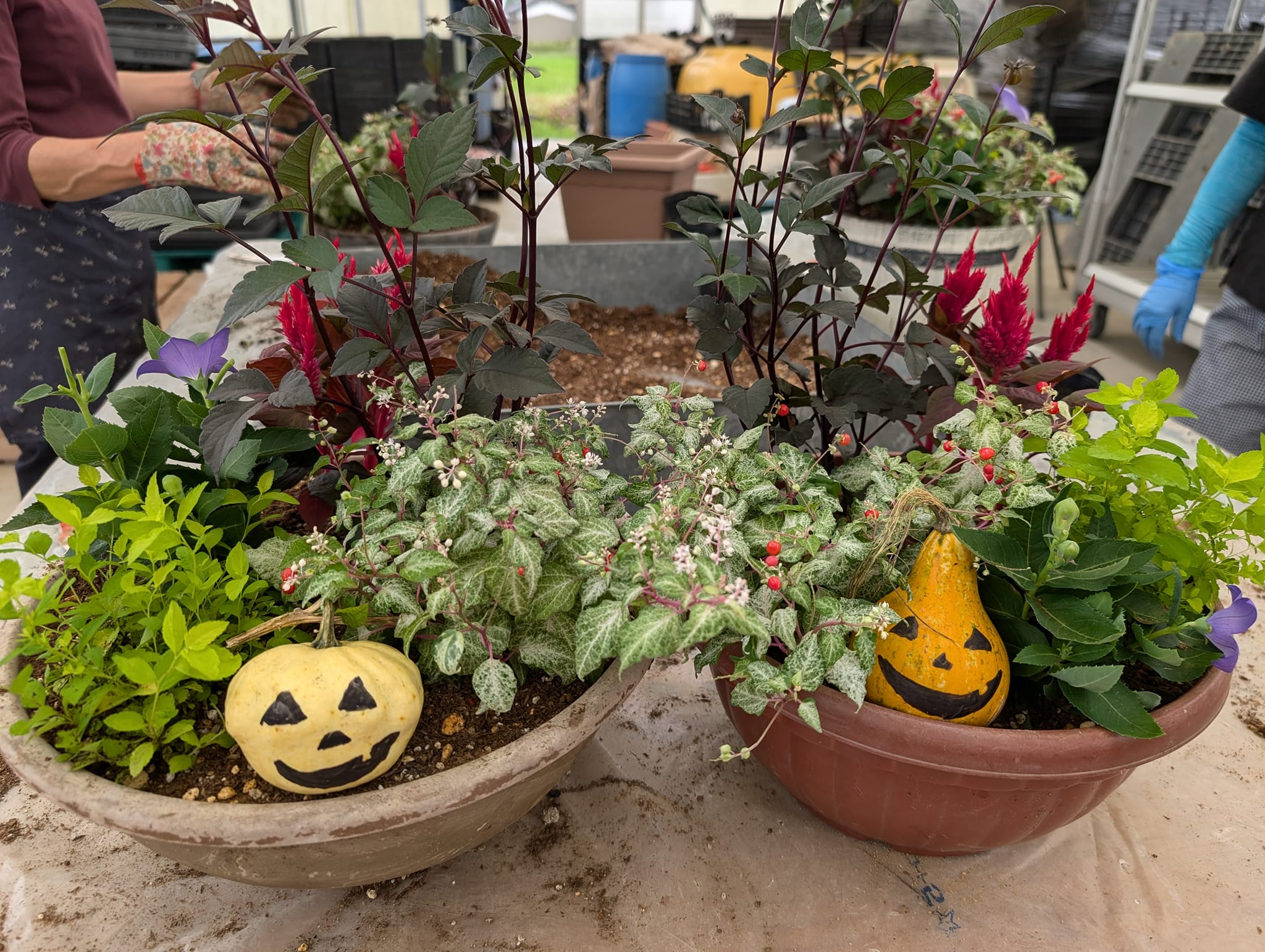 JOY☆ガーデニング隊９月教室