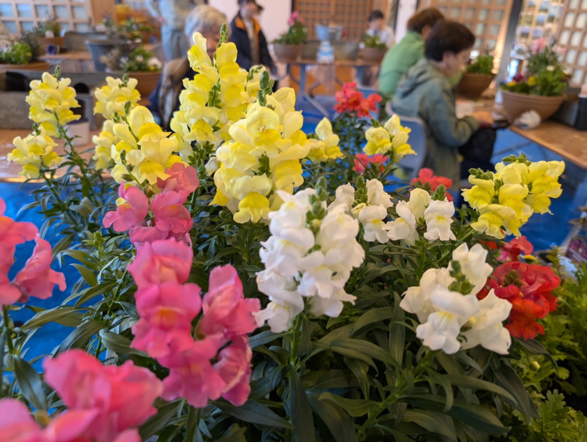 井口つばき館講習最終回