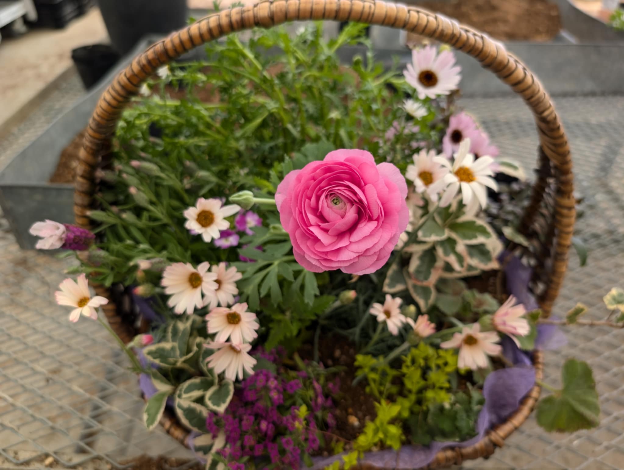 JOY☆ガーデニング隊最終回