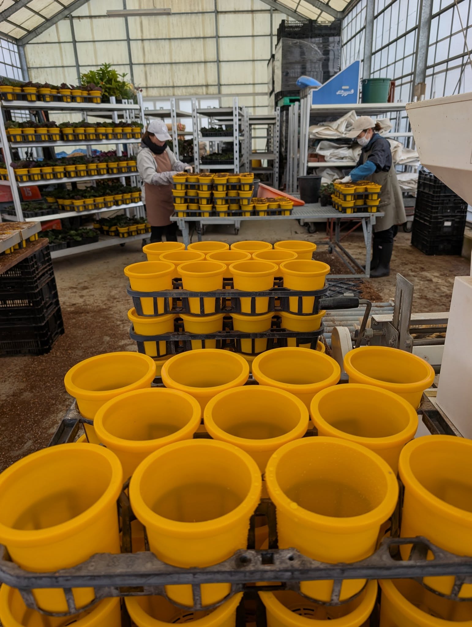 学生のバイトの頑張り連日