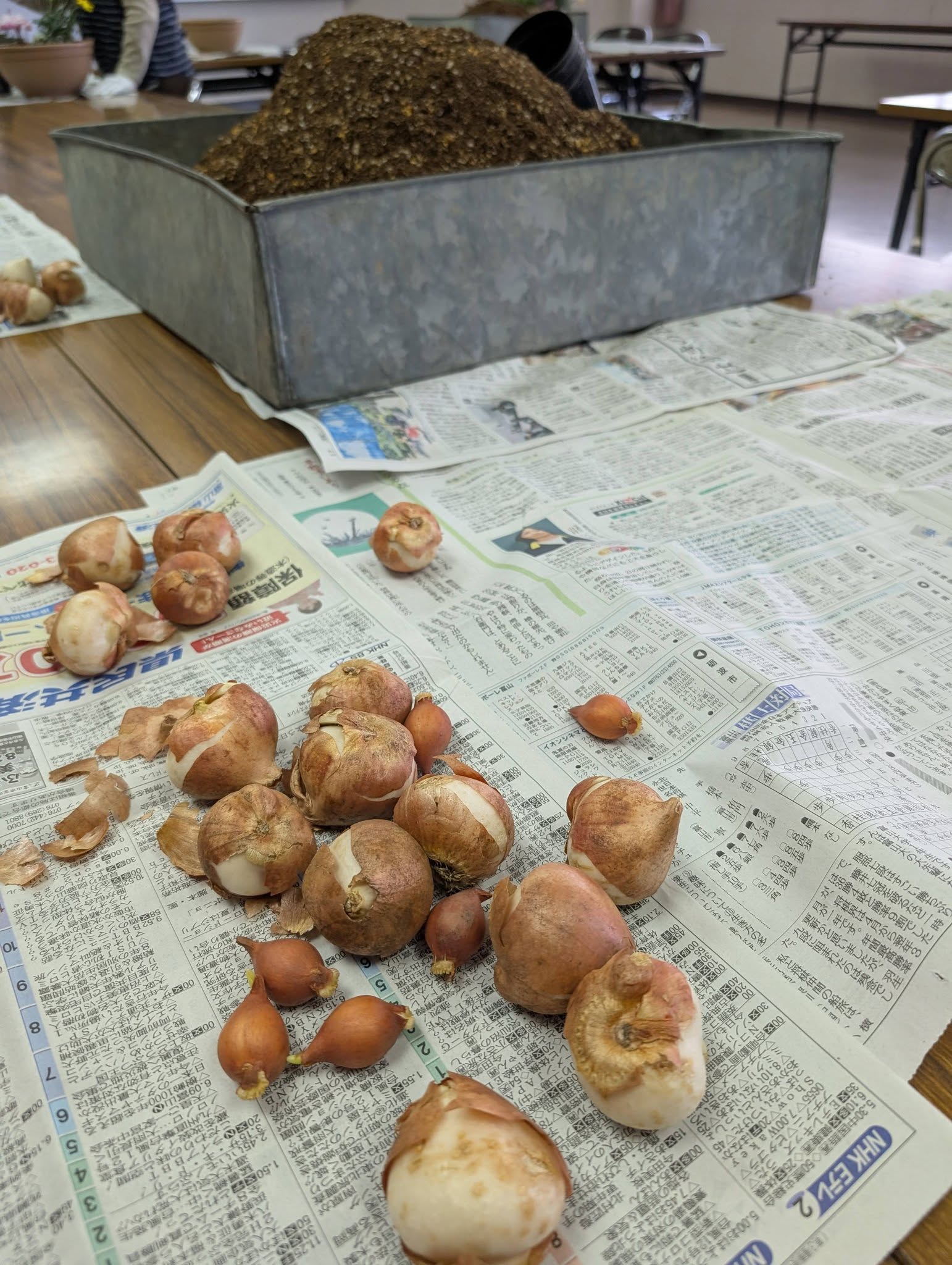 球根忍ばせ寄せ植え教室