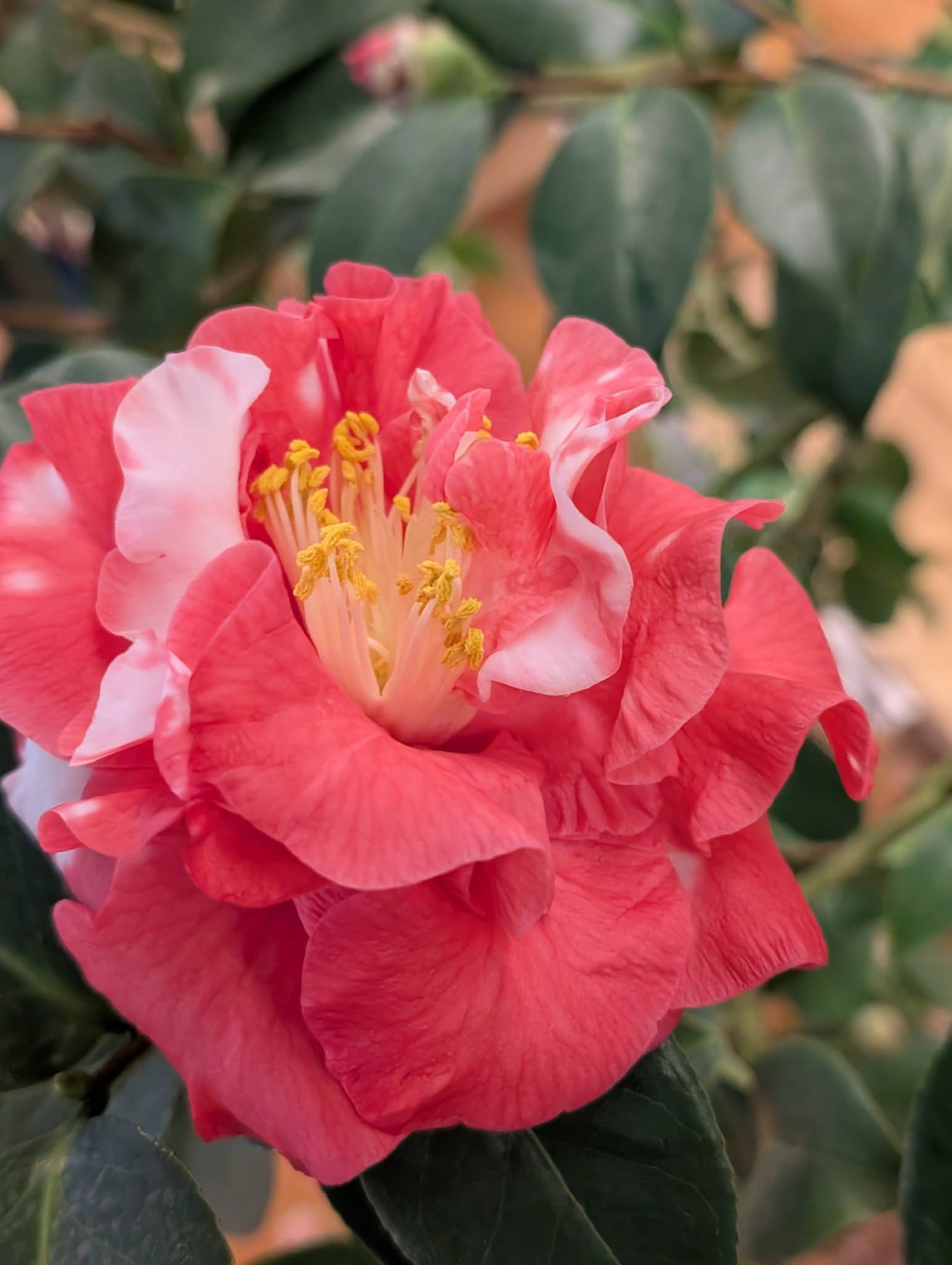 2026「井口つばき展」