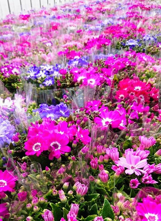 サイネリア絶賛出荷最盛期