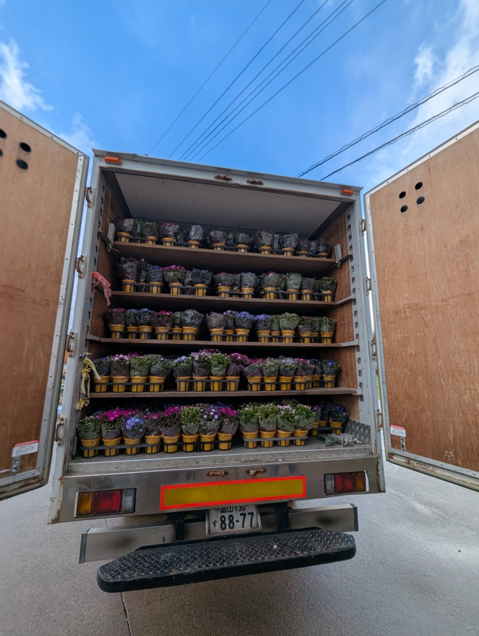 サイネリアの日々